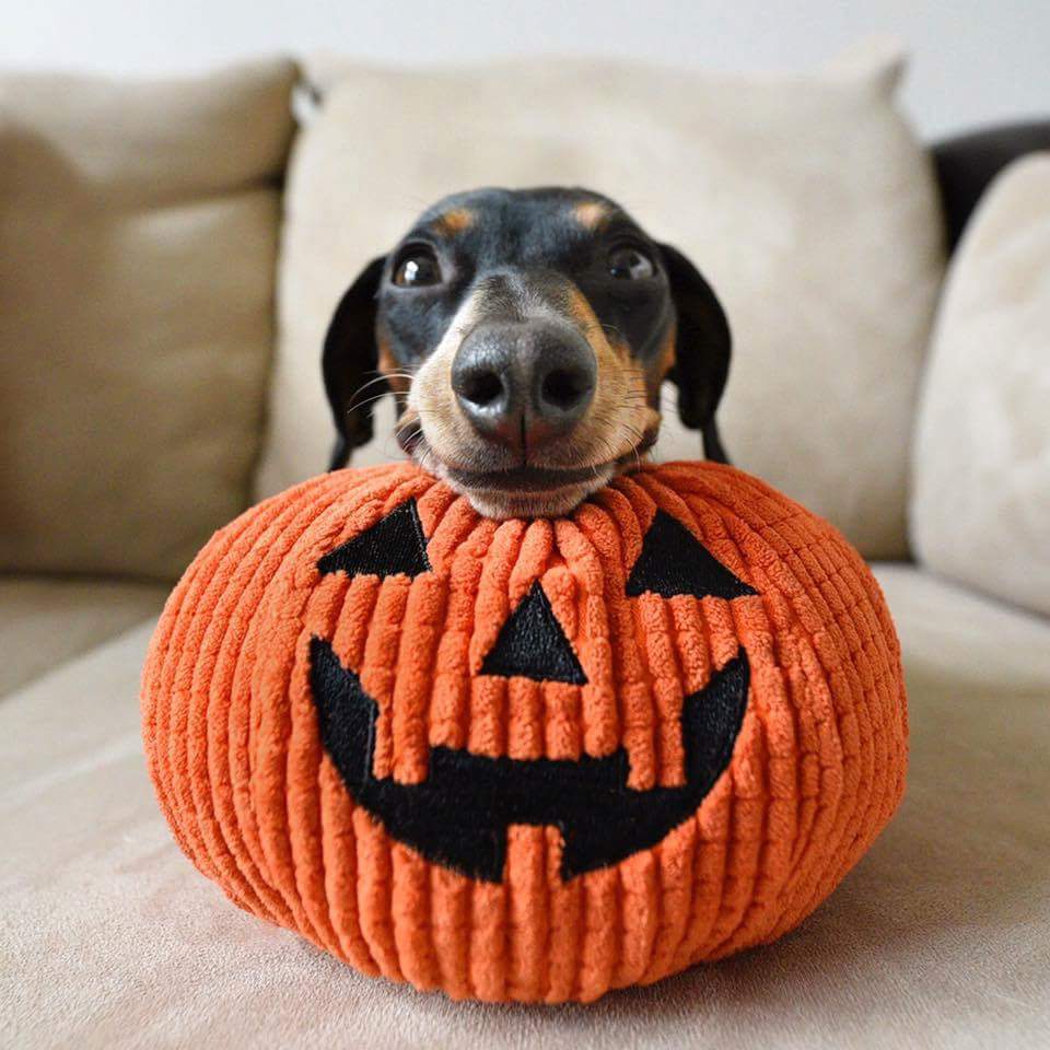Dachshund dog lying on a jacj-o-lantern pillow