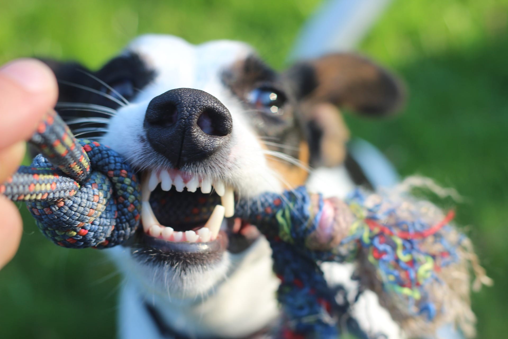 Terrier mix dog playing with colorful chew toy