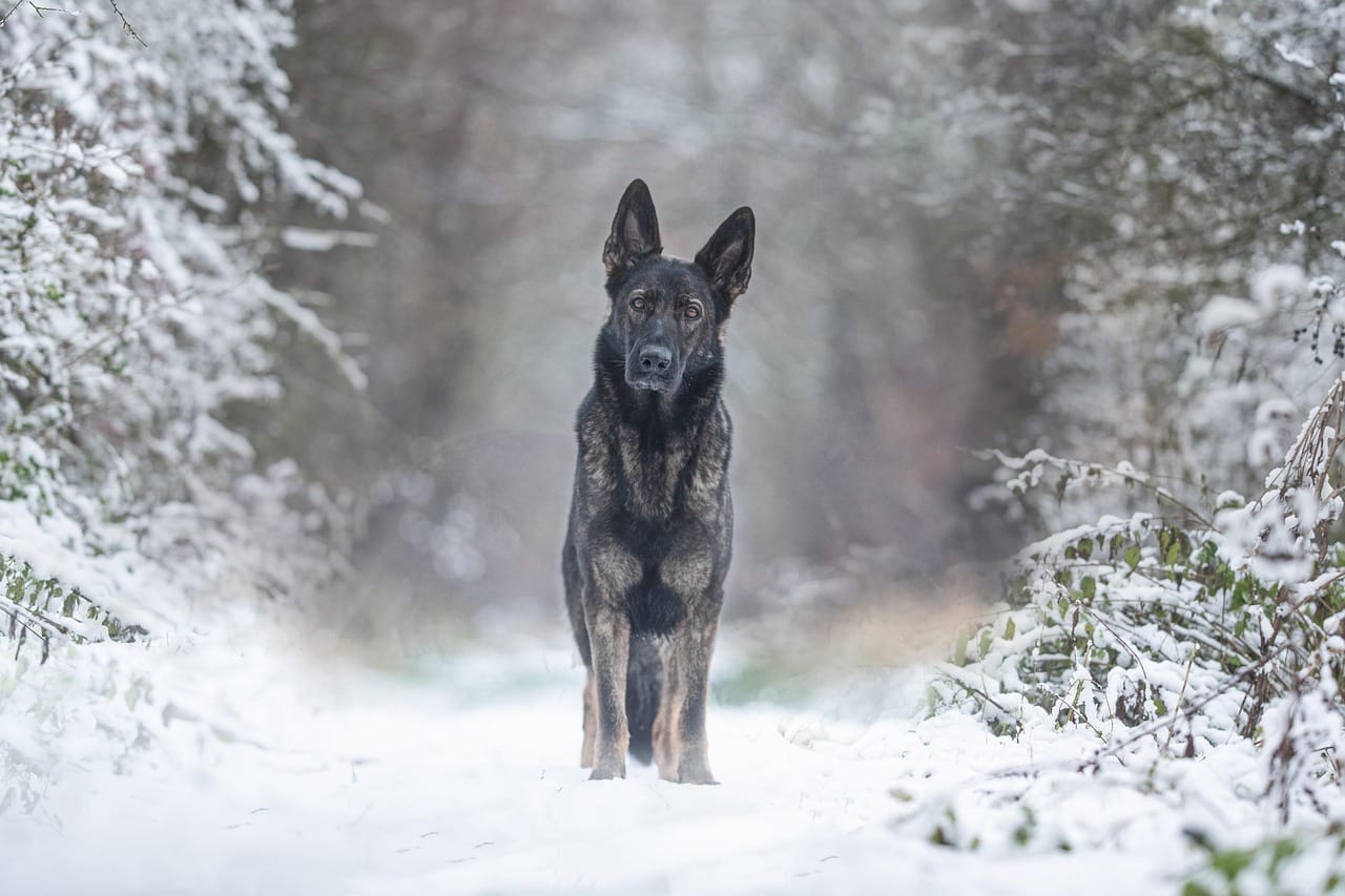 Malinois dog in a snowy forest