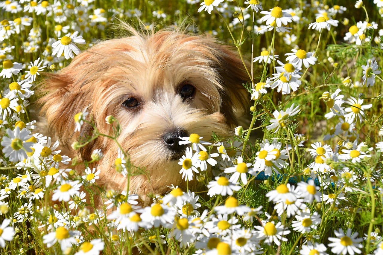 terrier dog laying in a field of flowers