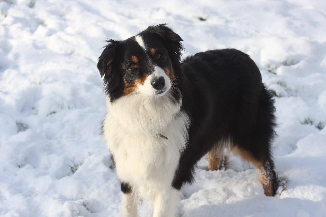 Aussie mix dog in the snow