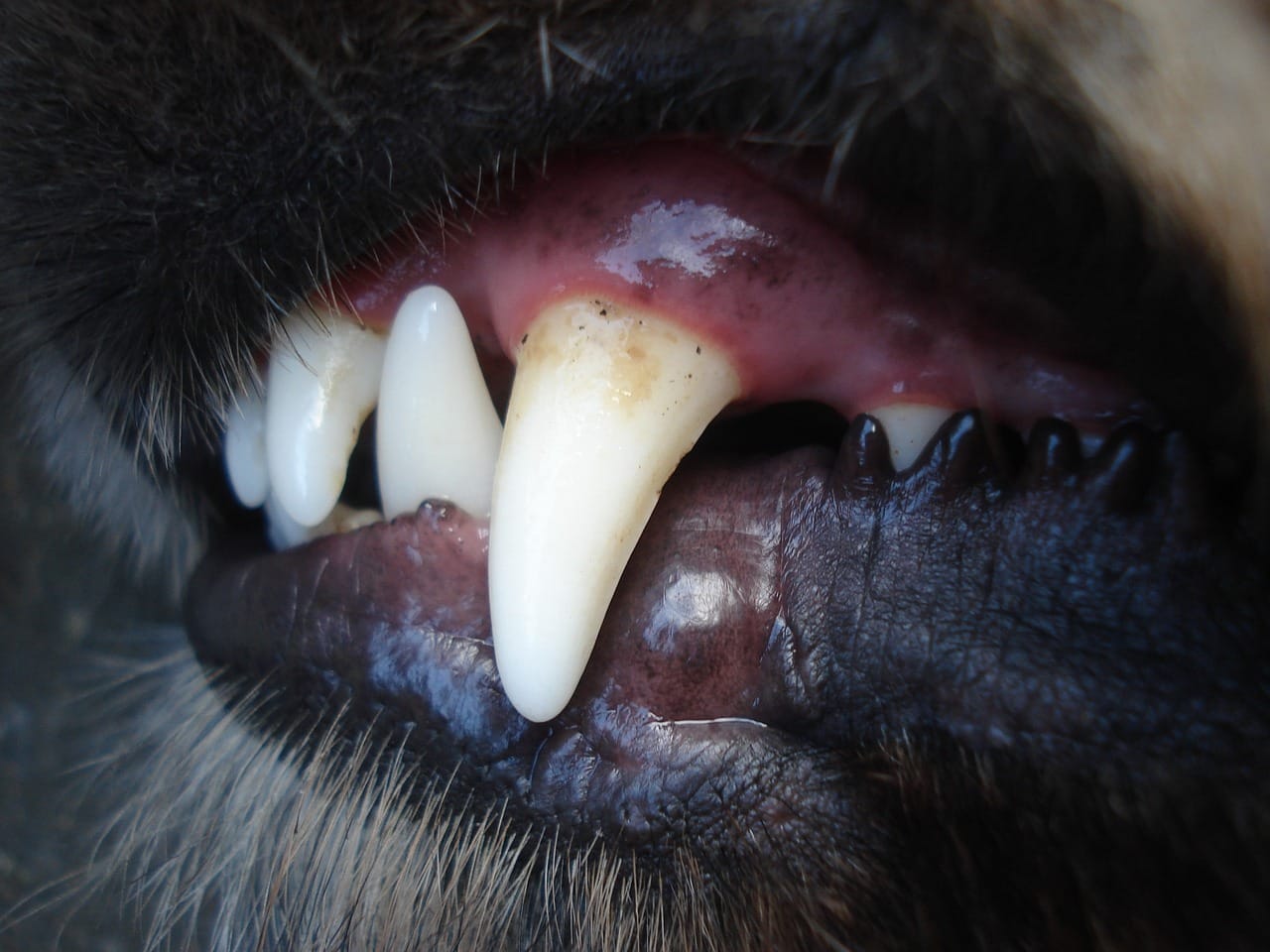 Dog's canine tooth with some plaque build-up