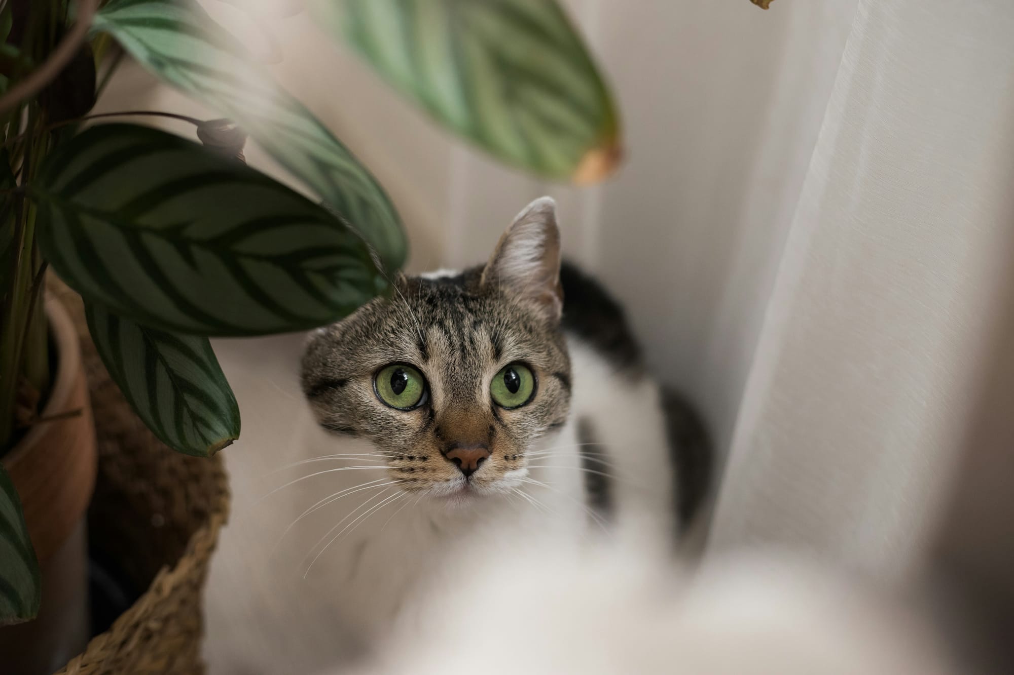 green-eyed cat sitting under a plant