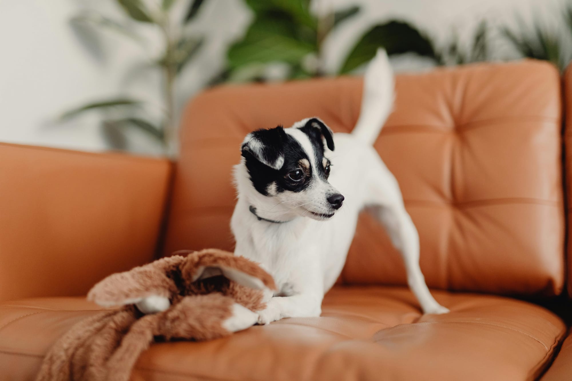 small breed dog playing with stuffed toy on sofa