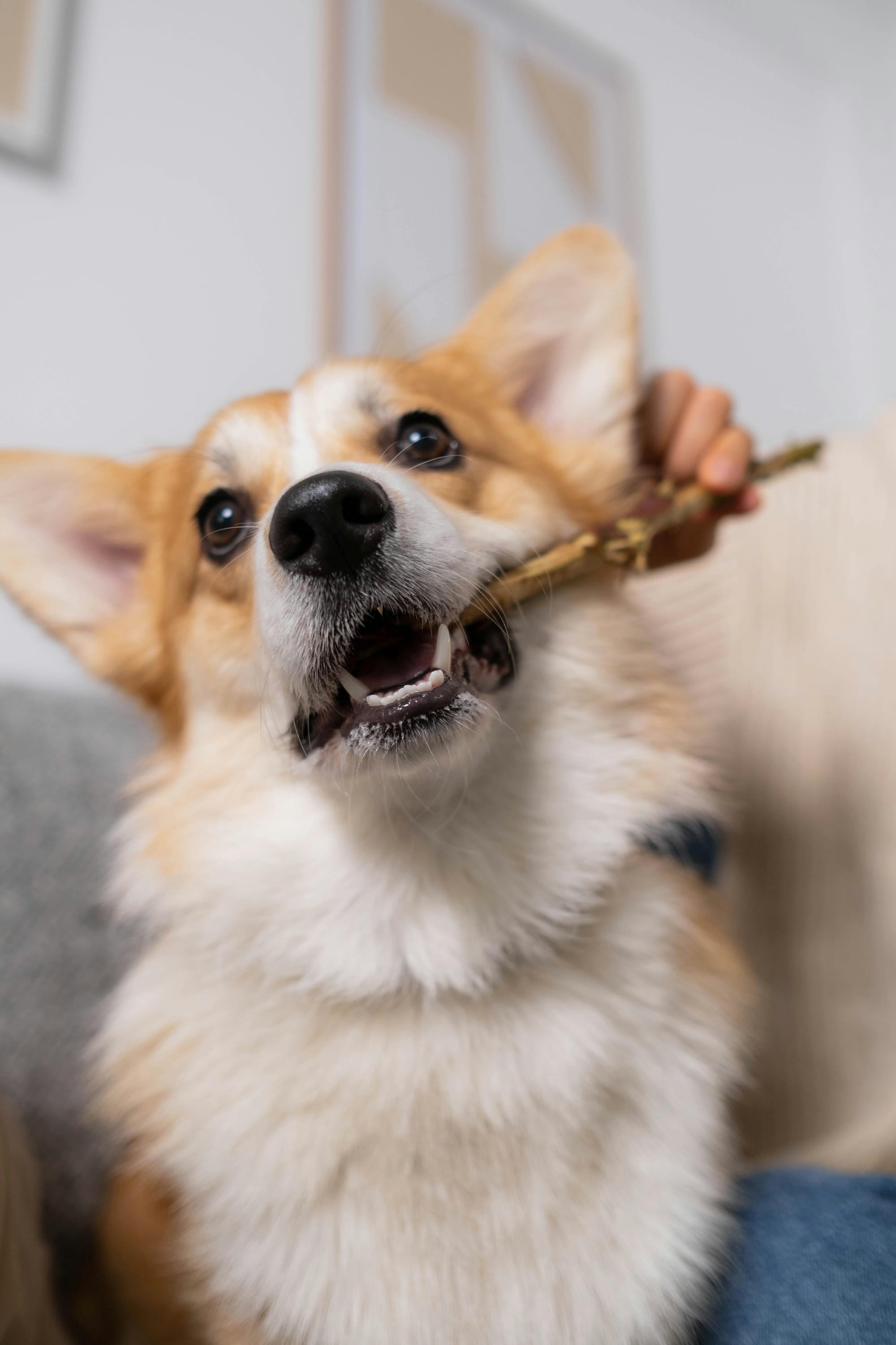 corgi sitting next to owner chewing on a long treat