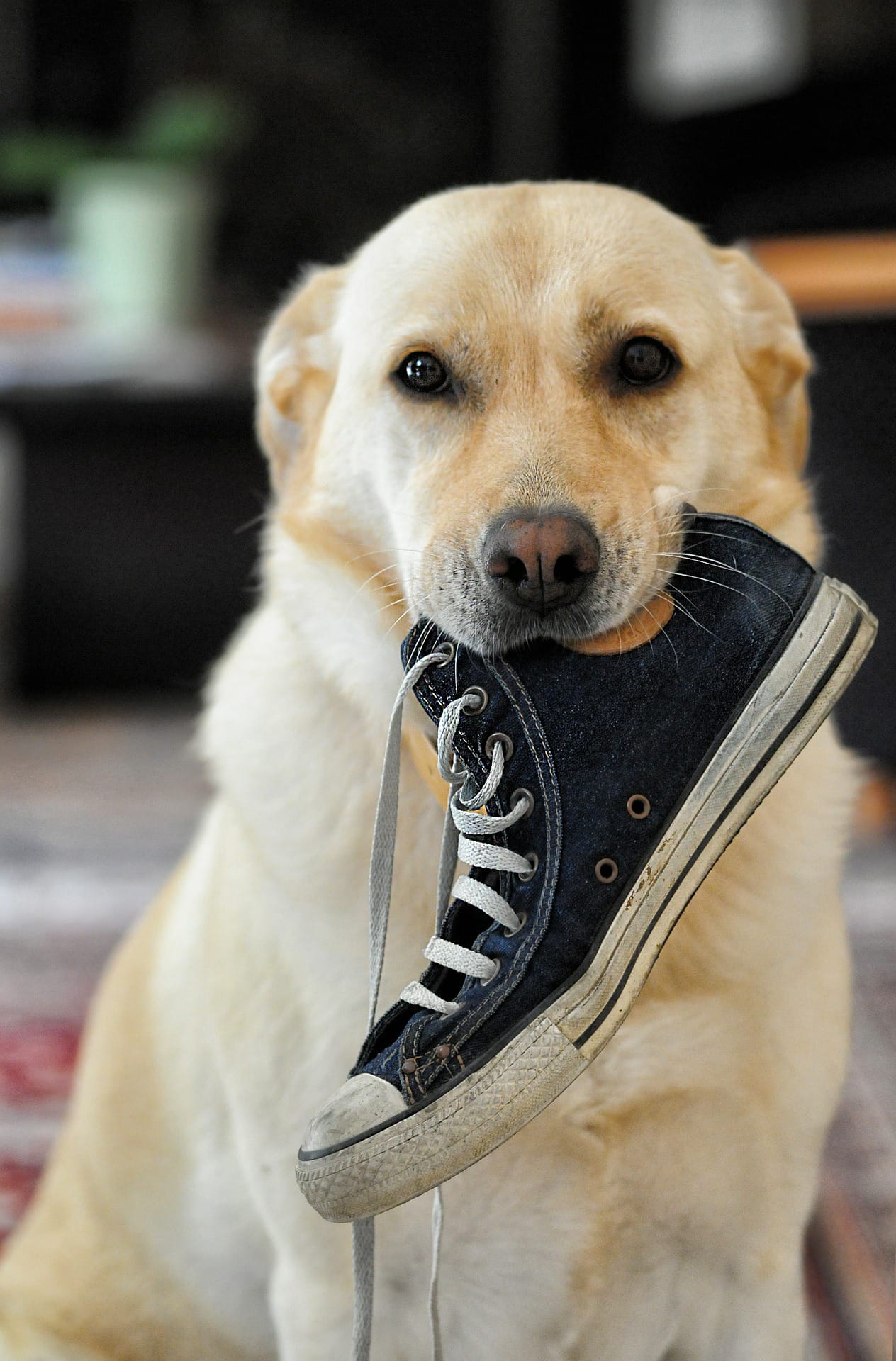 retriever holding shoe