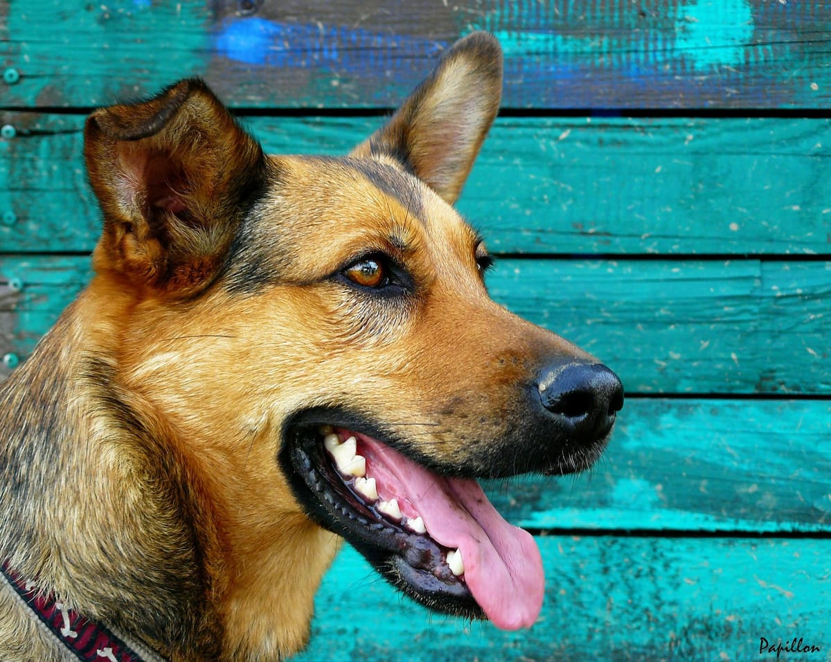 Doggy Dental Dilemmas: Why Does My Pet’s Breath Stink?