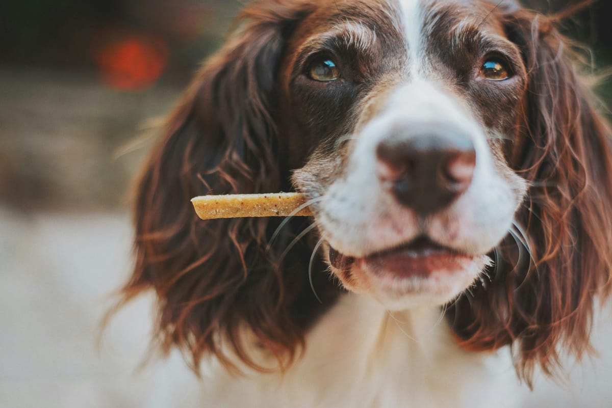 Wholesome Bites: Simple, Healthy Dog Treat Recipes