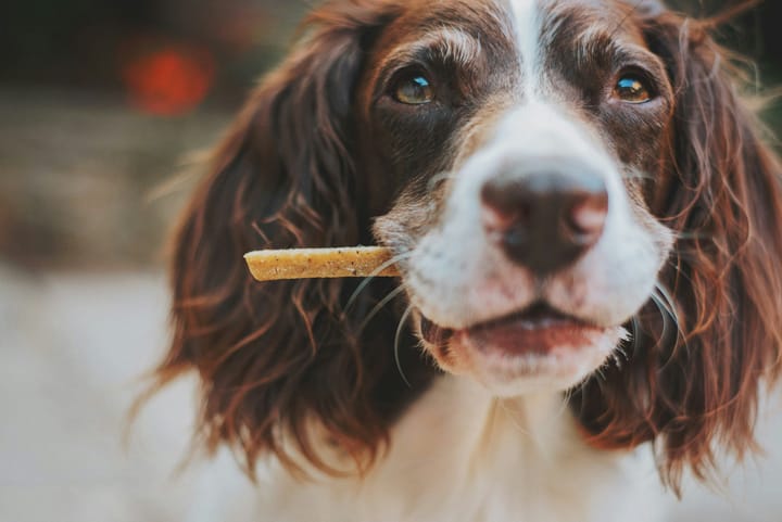 Spaniel dog with chew treat